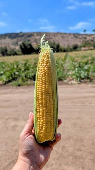 Cosecha de elotes