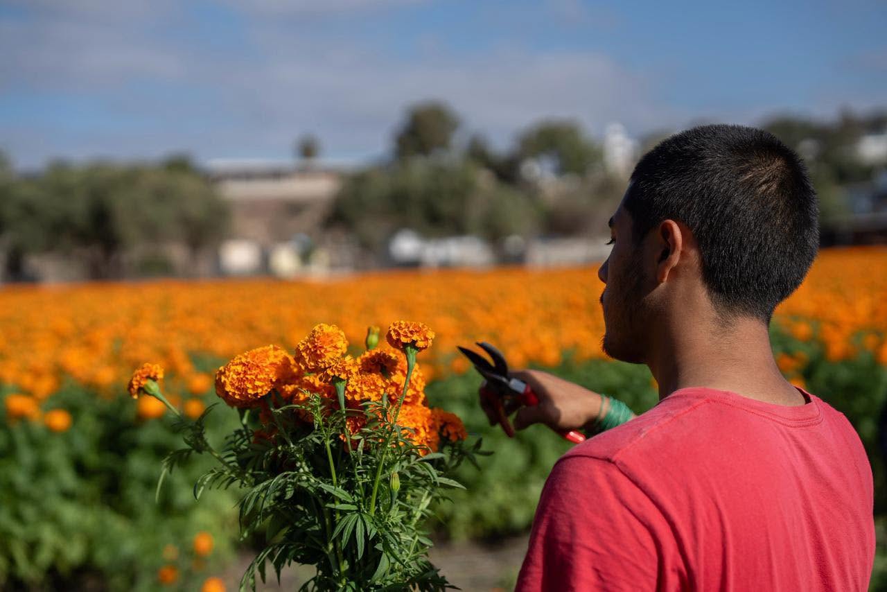 Cortando flor en el campo