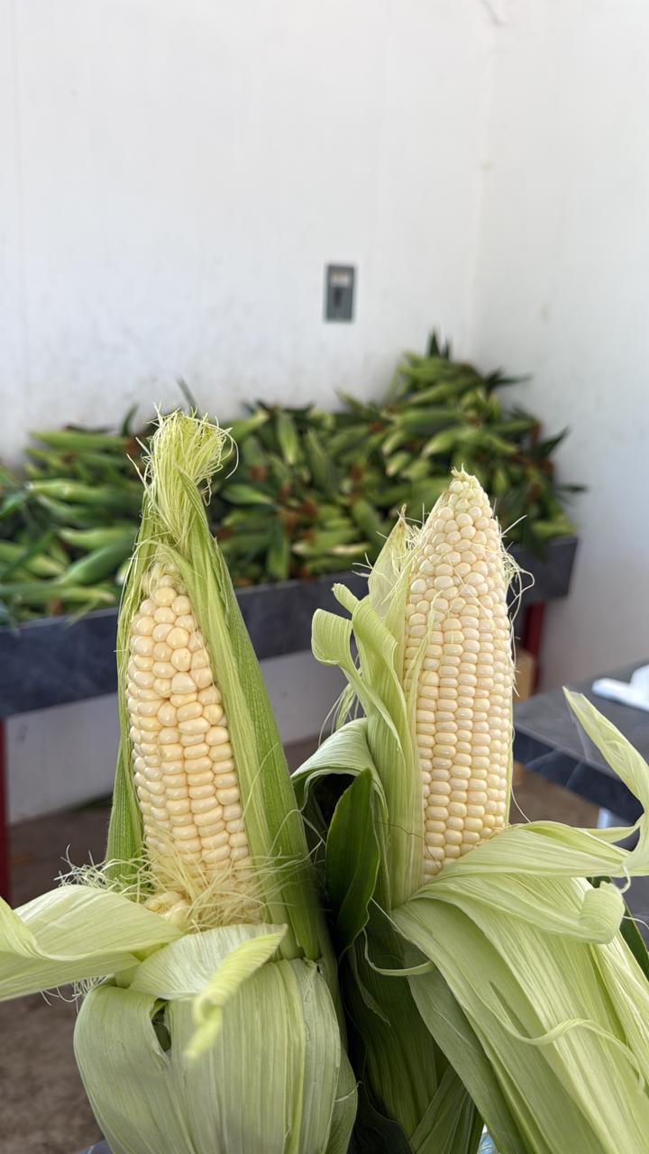 Elotes recién cosechados en la tienda del rancho