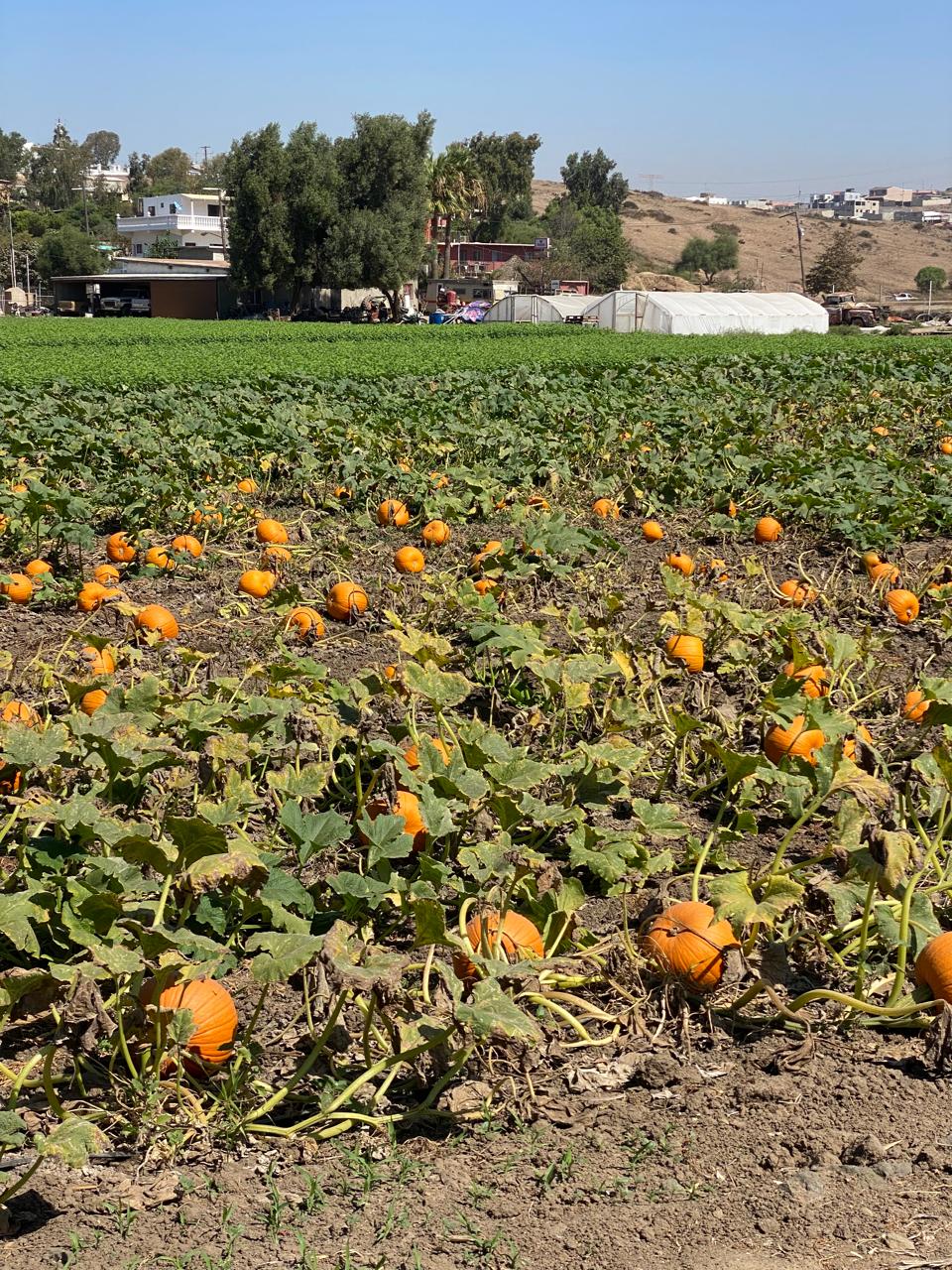 Campo de calabaza de castilla lista para cosecha