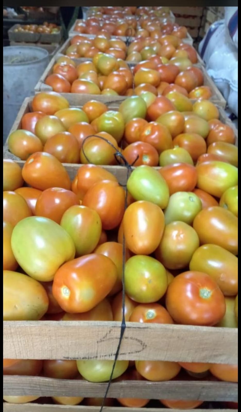 Jitomates del rancho en cajas de madera