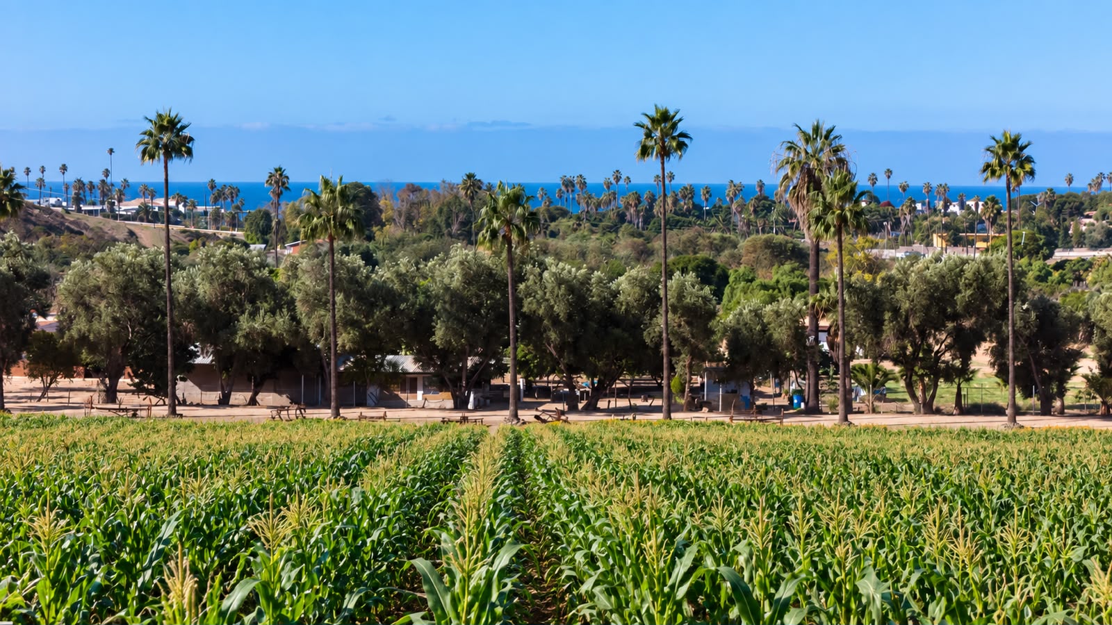 Maizal del Rancho El Carrizo con palmeras y el mar al fondo, Cañón Rosarito