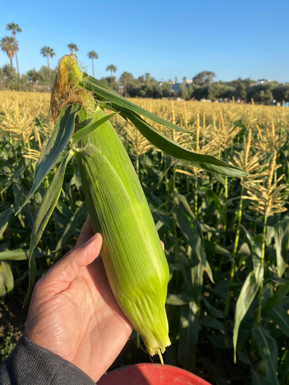 Elote recién cortado sostenido en la mano frente al maizal