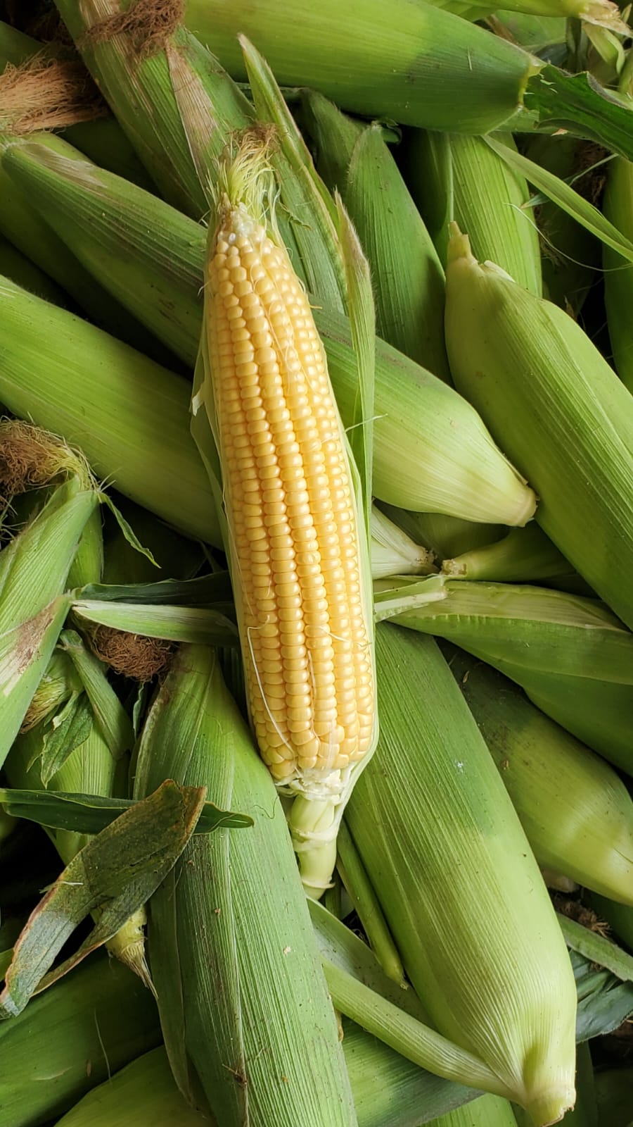 Elote amarillo recién deshojado