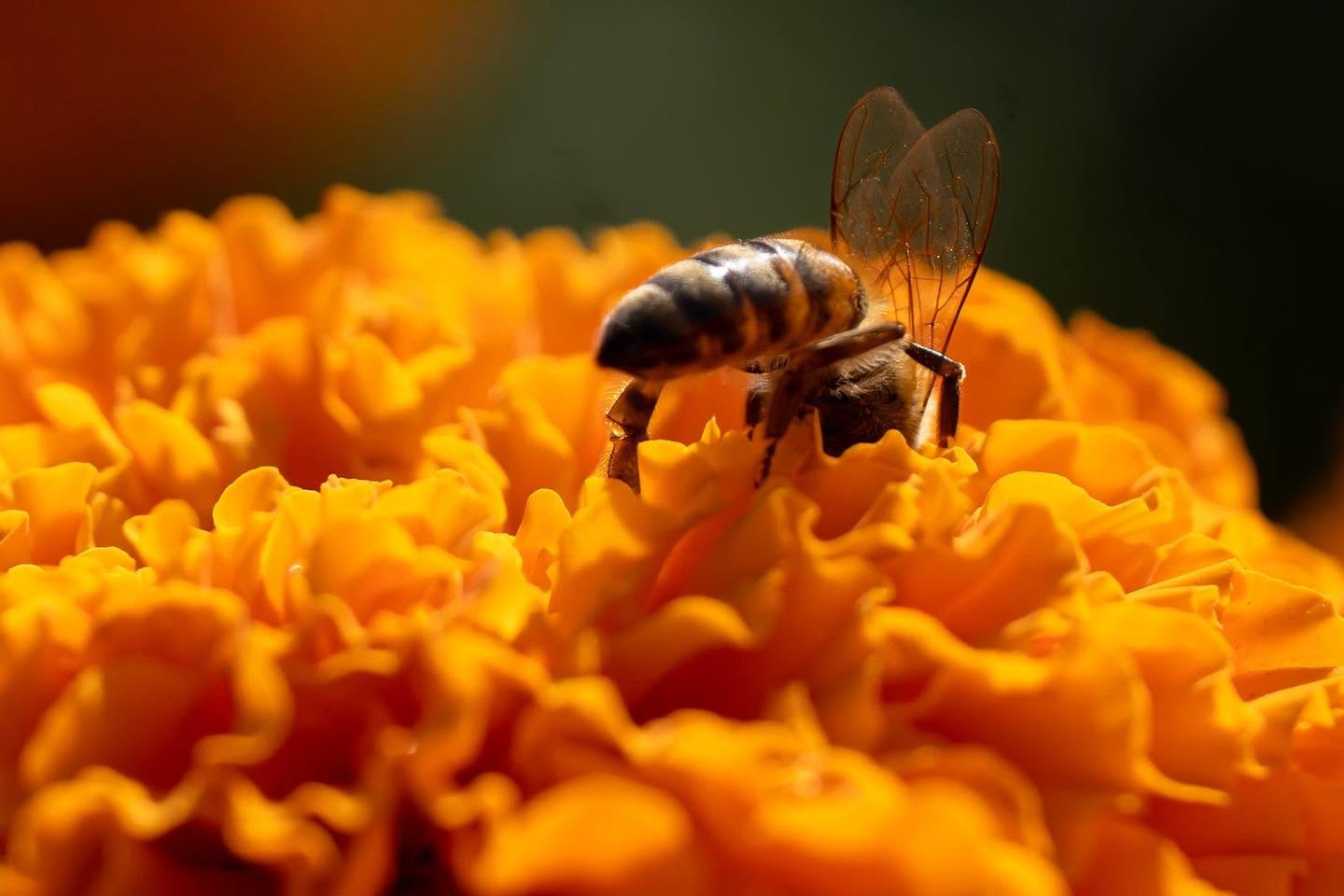 Abeja polinizando una flor de cempasúchil