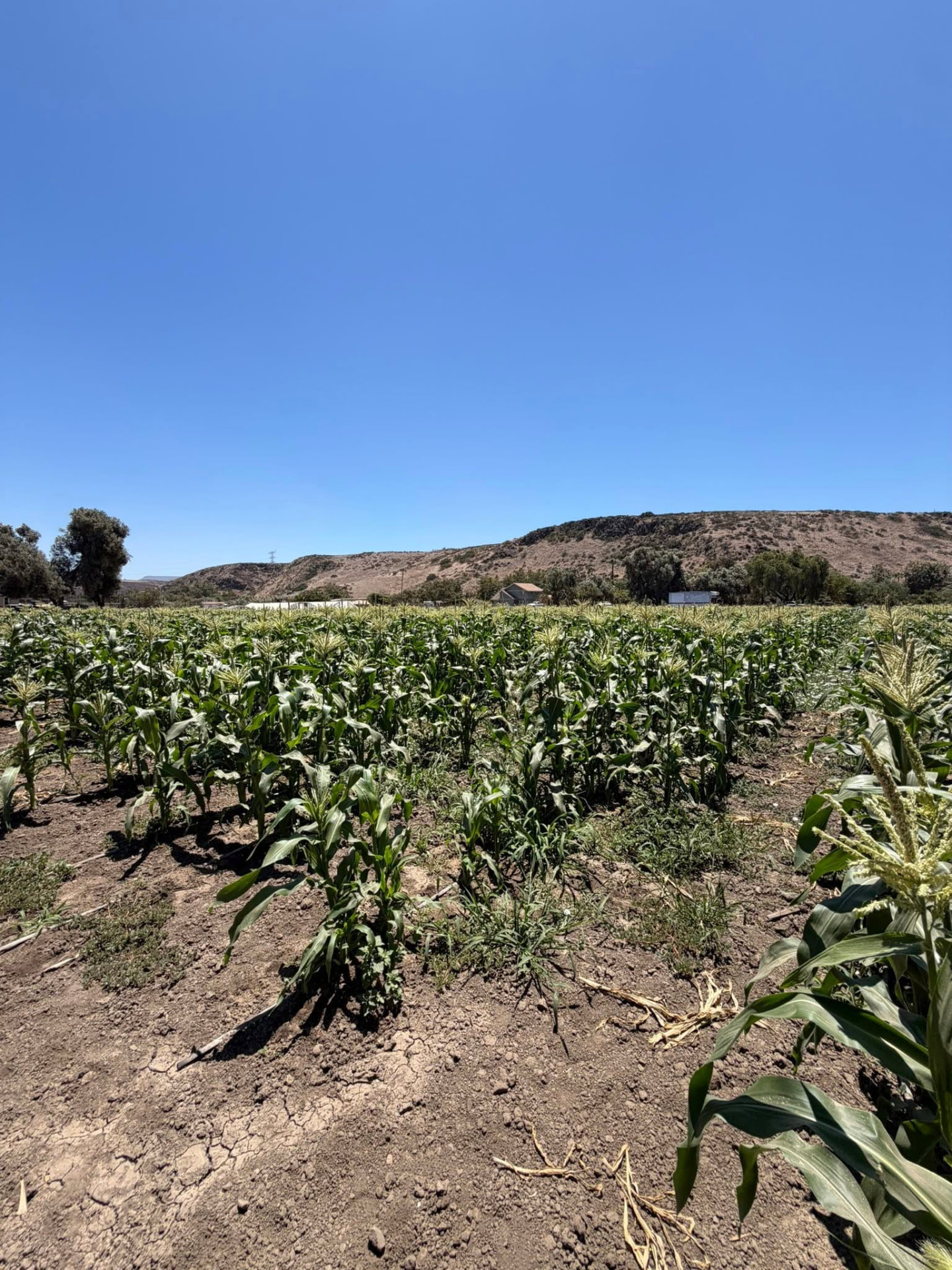 Campo de maíz del rancho con cerros al fondo