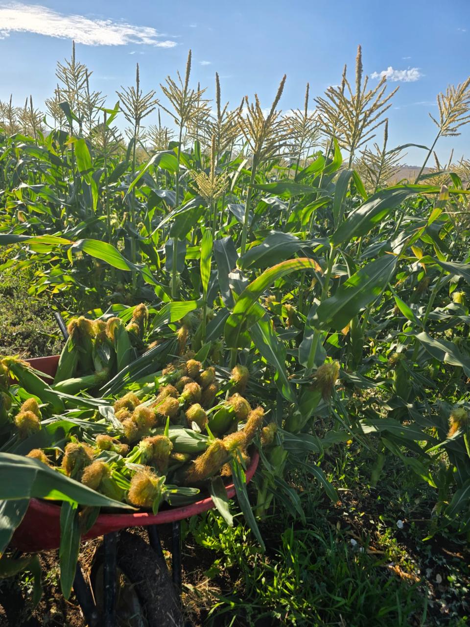 Cosecha de elotes en el campo con carretilla llena