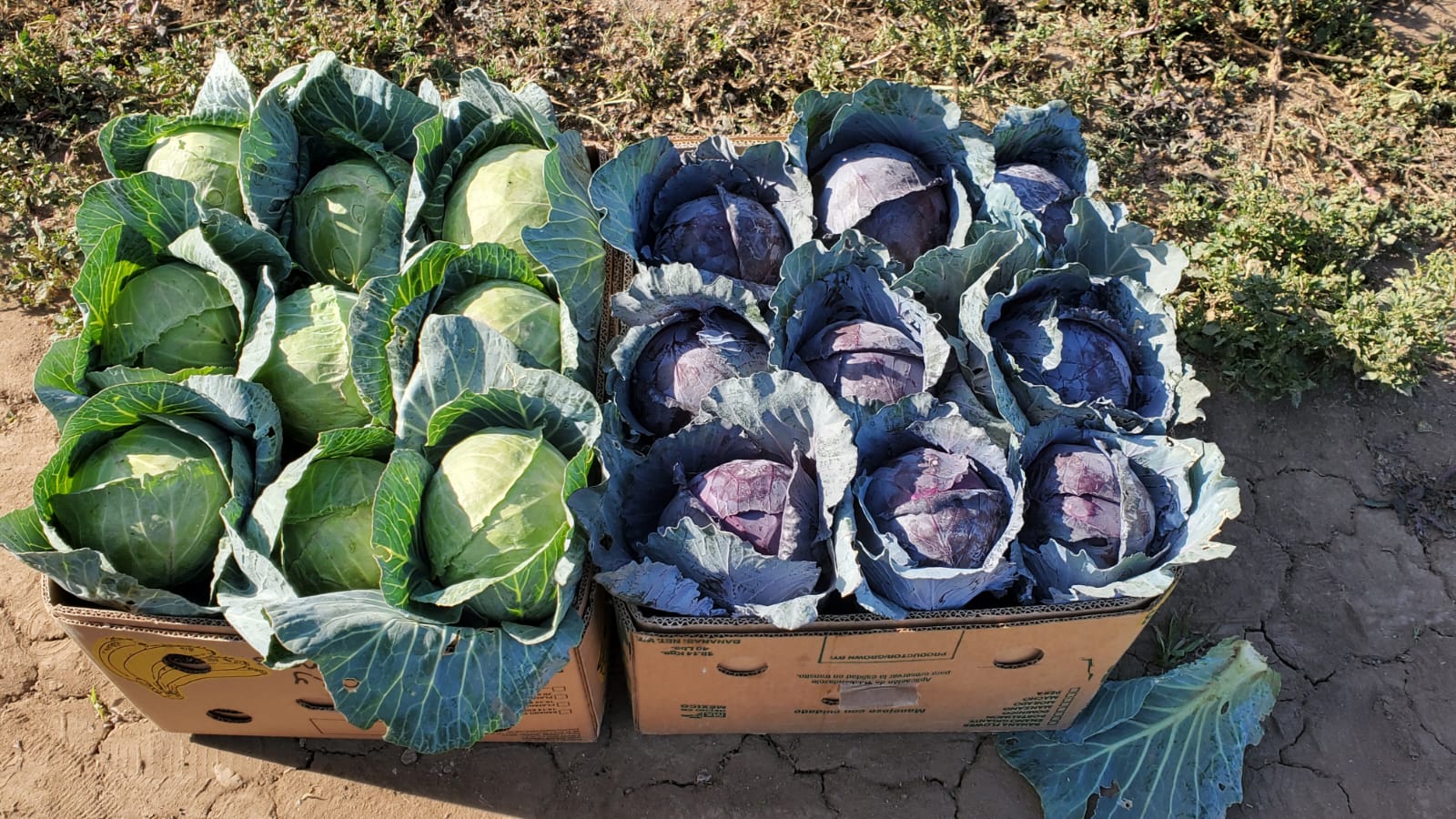 Cosecha de col verde y col morada